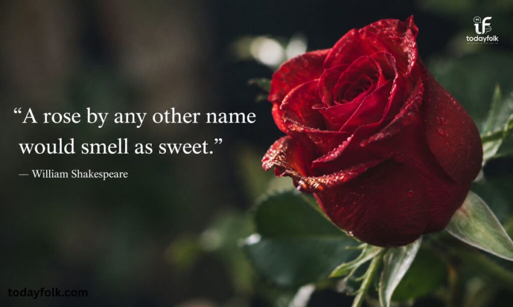 Famous Quotes for Rose Captions